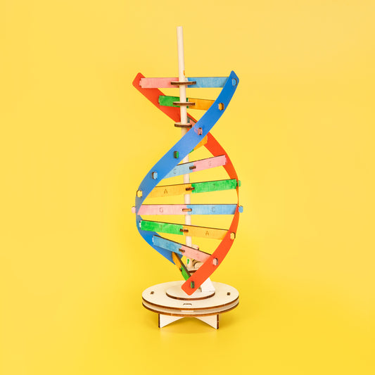 ST084 DIY DNA Double Helix Model Kit