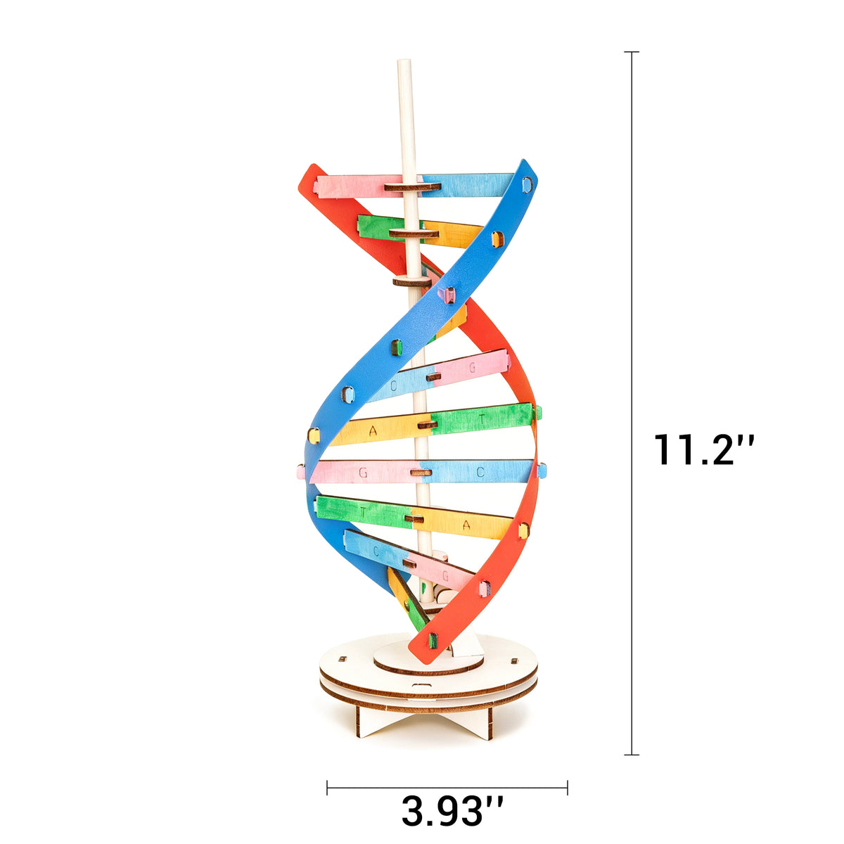 ST084 DIY DNA Double Helix Model Kit